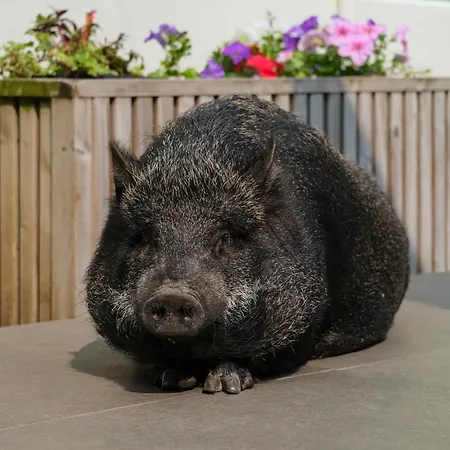 Vintage Balcony & Vendégház