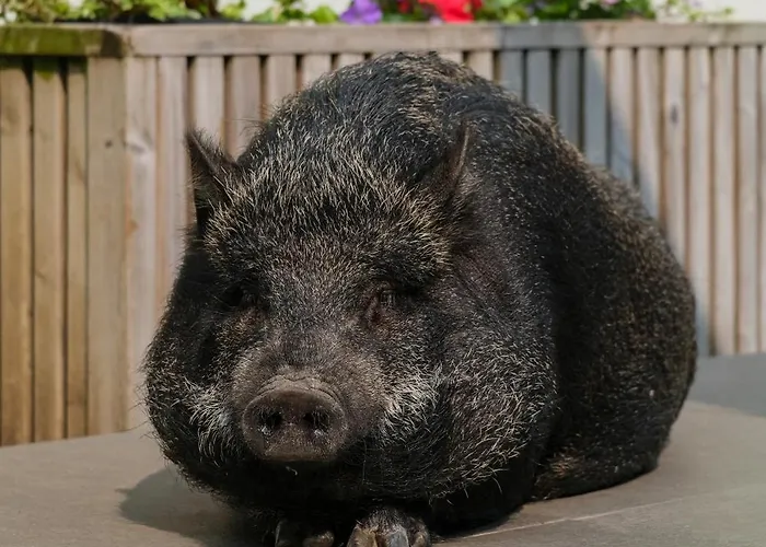 Vintage Balcony & Casa de hóspedes