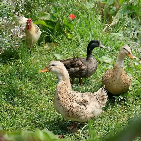 Vintage Balcony & 4* Овар